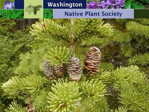 Washington Native Plant Society